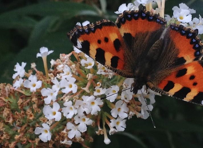 Unterkunft 522923 - Ferienhaus Twente - Vakantiehuis in Twente, Markelo