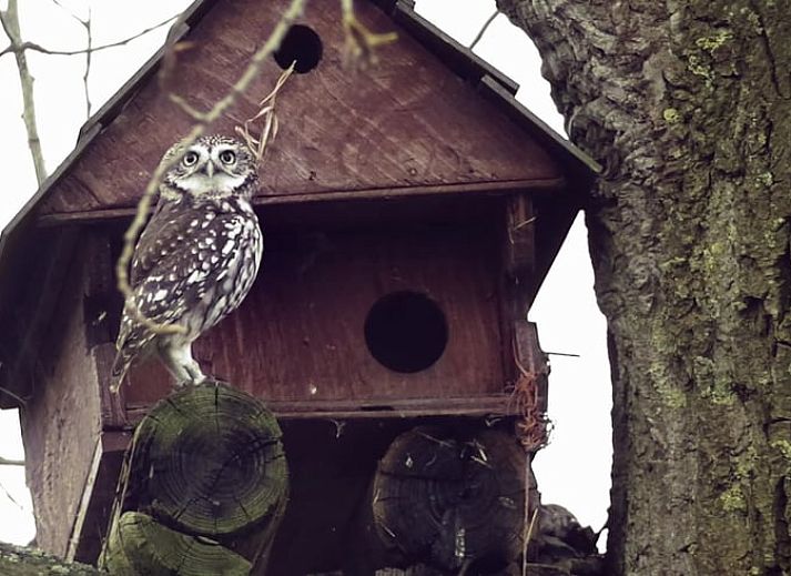 Unterkunft 522923 - Ferienhaus Twente - Vakantiehuis in Twente, Markelo