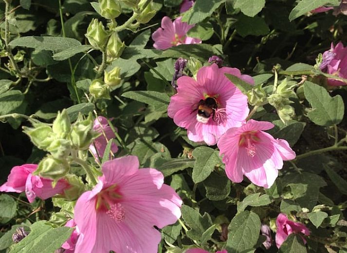 Unterkunft 522923 - Ferienhaus Twente - Vakantiehuis in Twente, Markelo
