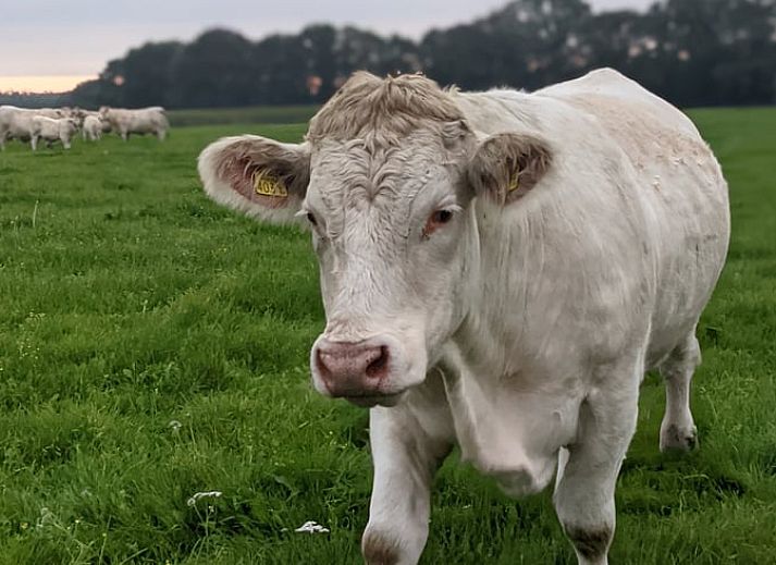 Unterkunft 522925 - Ferienhaus Twente - Vakantiehuis in Markelo (Hof van Twente)