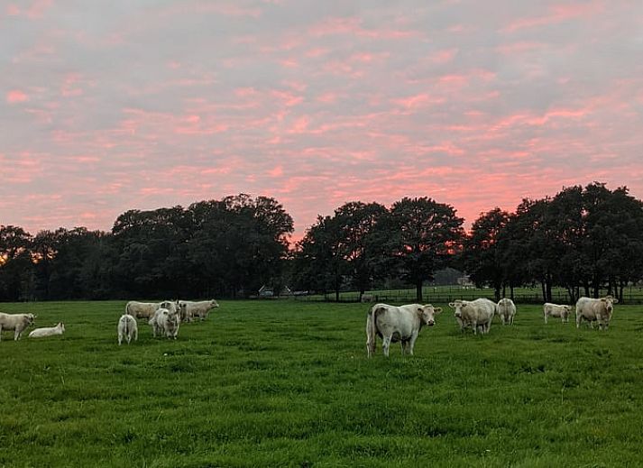Unterkunft 522925 - Ferienhaus Twente - Vakantiehuis in Markelo (Hof van Twente)
