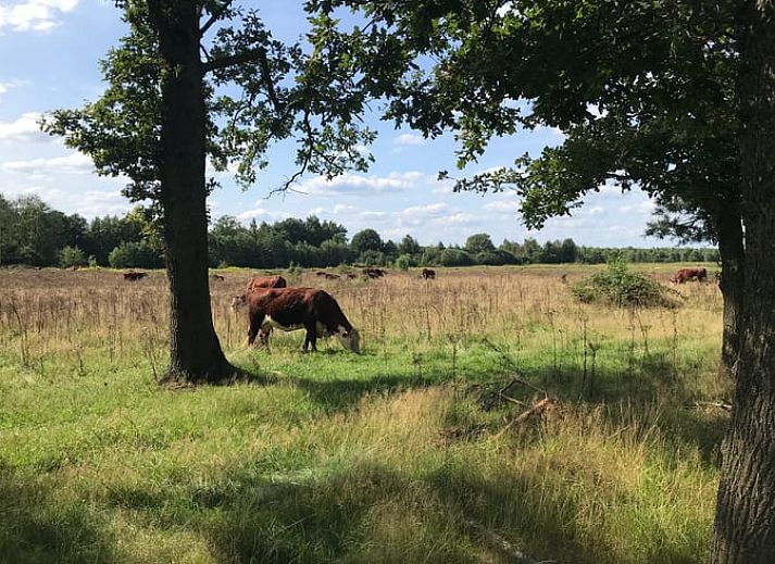 Unterkunft 522930 - Ferienhaus Twente - Vakantiehuis in Markelo