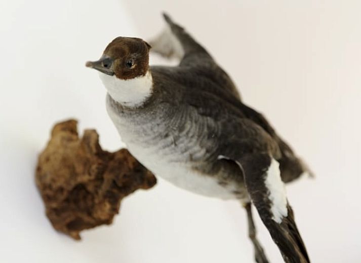 Unieke binnenruimte met moswand in Huisje in Enter, vakantiehuis in Twente, biedt rustieke charme in Overijssel.