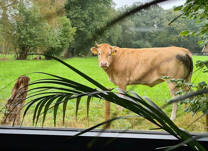 Guest house 523303 - Holiday property Twente - Vakantiehuisje in Albergen