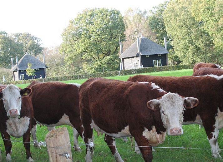 Guest house 523501 - Special overnight stays Twente - De Klaproos met Hottub