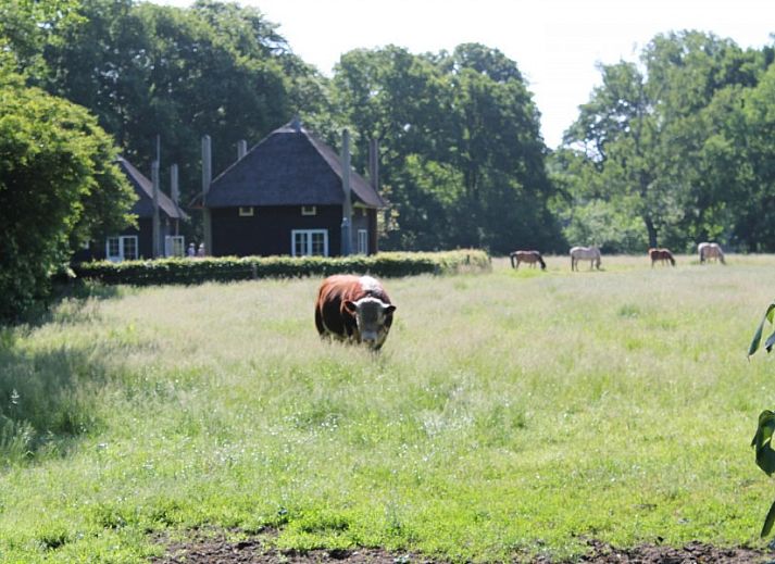 Guest house 523501 - Special overnight stays Twente - De Klaproos met Hottub