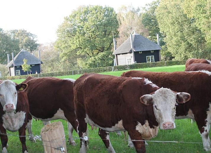Geniet van de rust op de veranda van Huisje in Notter, vakantiehuis in Twente, Overijssel.