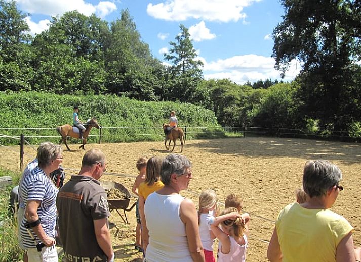 Koeien in de weide nabij Huisje in Notter, vakantiehuis in het landelijke Twente, Overijssel.