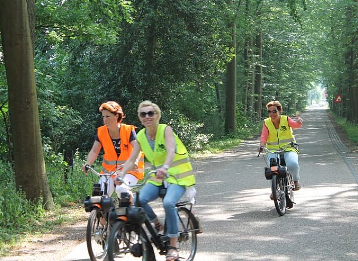 Koeien in de weide nabij Huisje in Notter, vakantiehuis in het landelijke Twente, Overijssel.