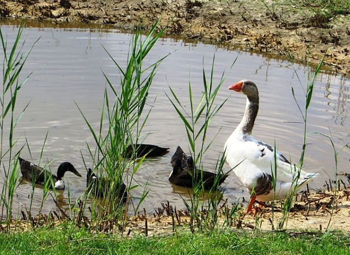 Guest house 523806 - Holiday property Twente - Vakantiehuis in Losser