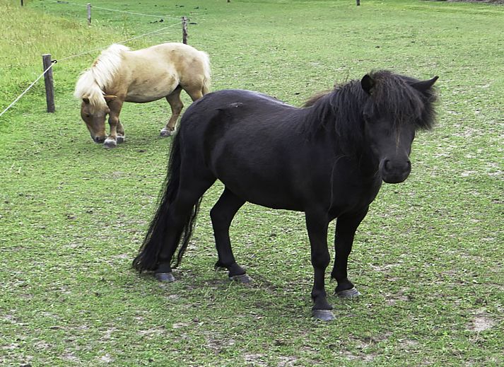 Knusse Finse kota bij Vakantiehuis Het Landhuis in Losser, Twente, ideaal voor gezellige avonden.