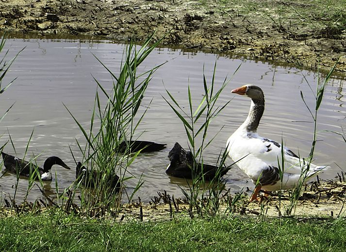Knusse Finse kota bij Vakantiehuis Het Landhuis in Losser, Twente, ideaal voor gezellige avonden.