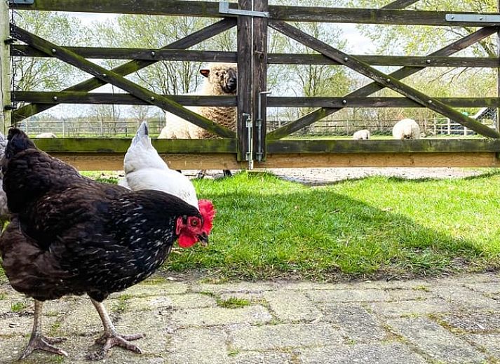 Stilvolle Einrichtung des Huisje in Losser, Ferienhaus in Twente.