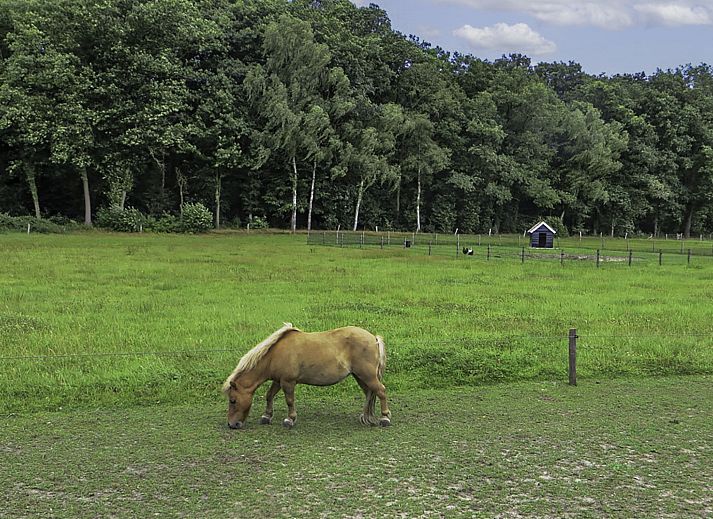 Unterkunft 523820 - Ferienhaus Twente - Vakantiehuis Familieboerderij