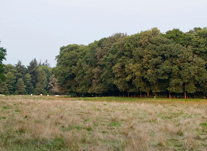 Gezellig terras bij Huisje in Tubbergen, vakantieaccommodatie in Twente, omringd door bosrijke omgeving.
