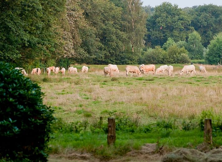 Knusse woonkamer met open haard in Huisje in Tubbergen, vakantiehuis in Twente, Overijssel.