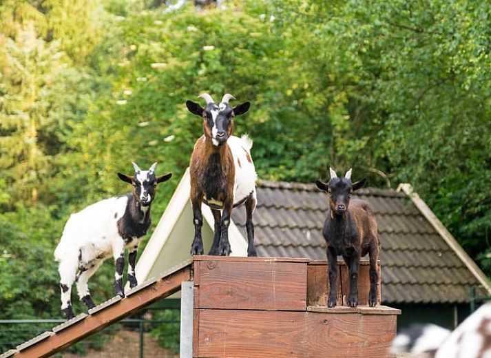 Ferienhaus in Deurningen, versteckt zwischen den Baeumen in Twente, Overijssel.