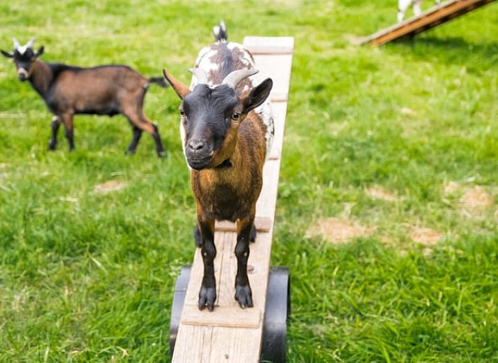 Exterior of Cottage in Deurningen, vacation home in Twente, Overijssel surrounded by beautiful nature.