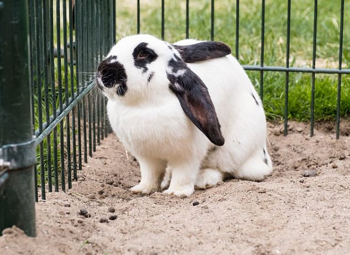Exterior of Cottage in Deurningen, vacation home in Twente, Overijssel surrounded by beautiful nature.