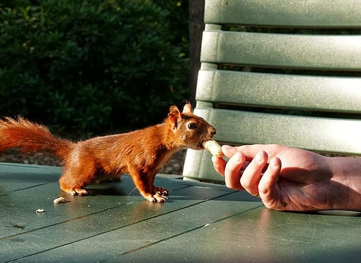 Unterkunft 524108 - Ferienhaus Twente - Vakantiehuisje in Deurningen