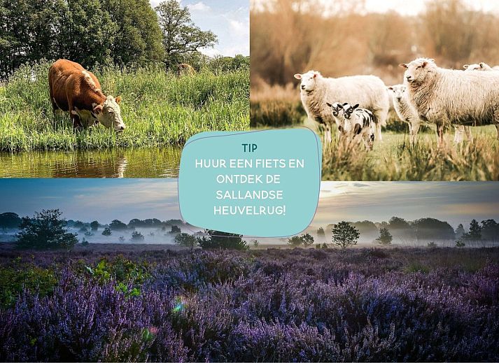 Verblijf 524622 - Tenthuis Twente - Buurman's Awajitentje