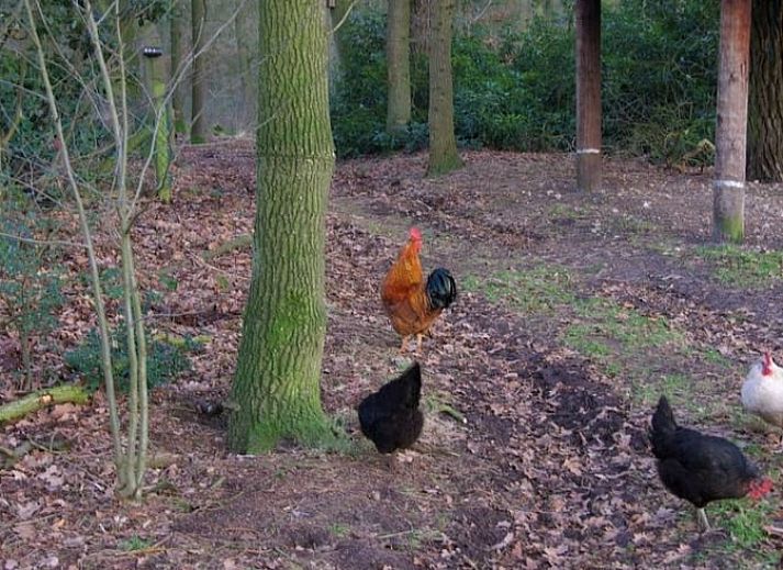 Ruim terras bij Huisje in Buurse, vakantiehuis in het groene landschap van Twente, Overijssel.