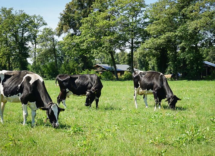 Gemuetliches Wohnzimmer des Ferienhauses in Buurse, Twente, Overijssel mit Blick auf die Terrasse.