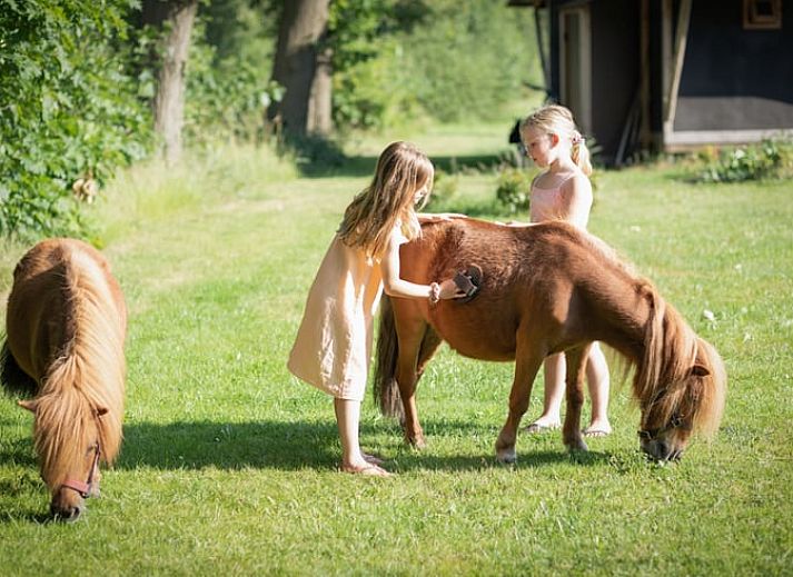 Schaukelstuhl auf der Terrasse des Ferienhauses in Buurse, Twente, Overijssel mit gruener Umgebung.