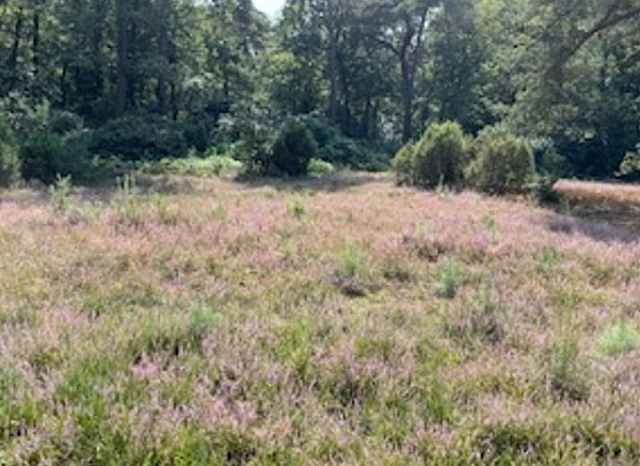 Sleek kitchen in Cottage in Buurse, vacation home in Twente, with modern appliances and forest views.