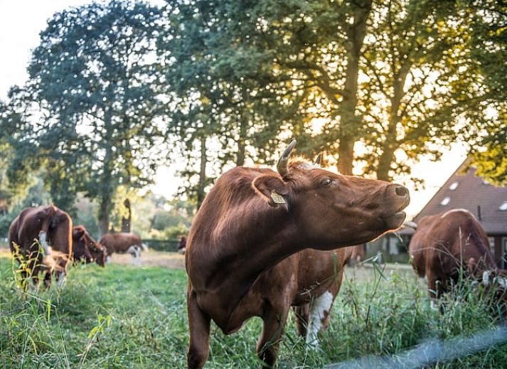 Unterkunft 525307 - Ferienhaus Twente - Huisje in Lattrop