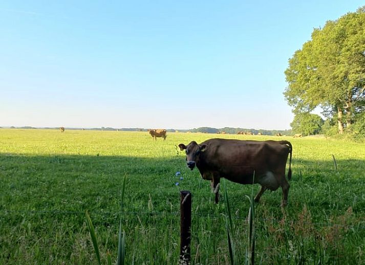 Unterkunft 525705 - Ferienhaus Twente - Vakantiehuisje in Agelo