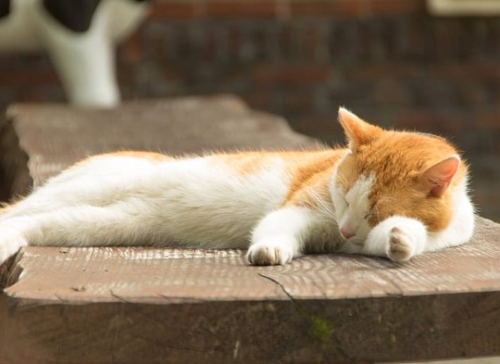 Unterkunft 525709 - Ferienhaus Twente - Huisje in Agelo