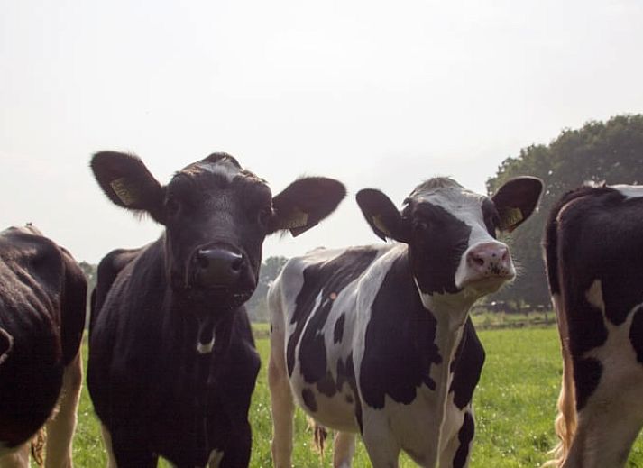 Unterkunft 525709 - Ferienhaus Twente - Huisje in Agelo