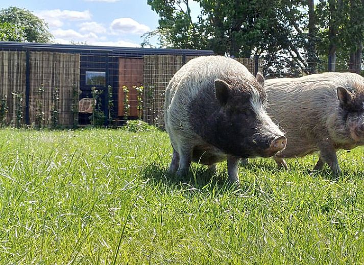 Knusse binnenruimte van Huisje in Vroomshoop, vakantiehuis in Twente, Overijssel.
