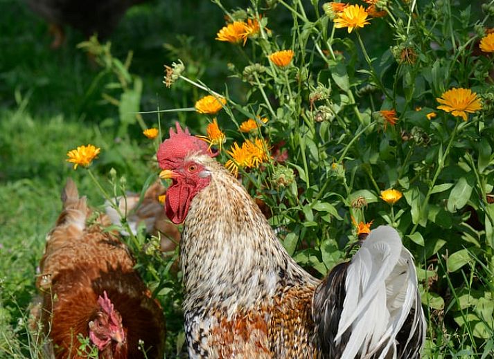 Unterkunft 526208 - Ferienhaus Twente - Huisje in Hengevelde