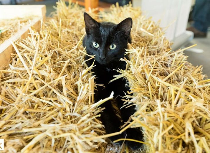 Unterkunft 526208 - Ferienhaus Twente - Huisje in Hengevelde