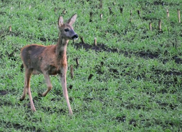 Unterkunft 526213 - Ferienhaus Twente - Huisje in Hengevelde