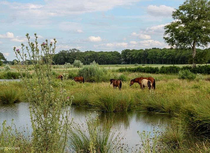 Guest house 526705 - Holiday property Twente - Vakantiehuisje in Bornerbroek