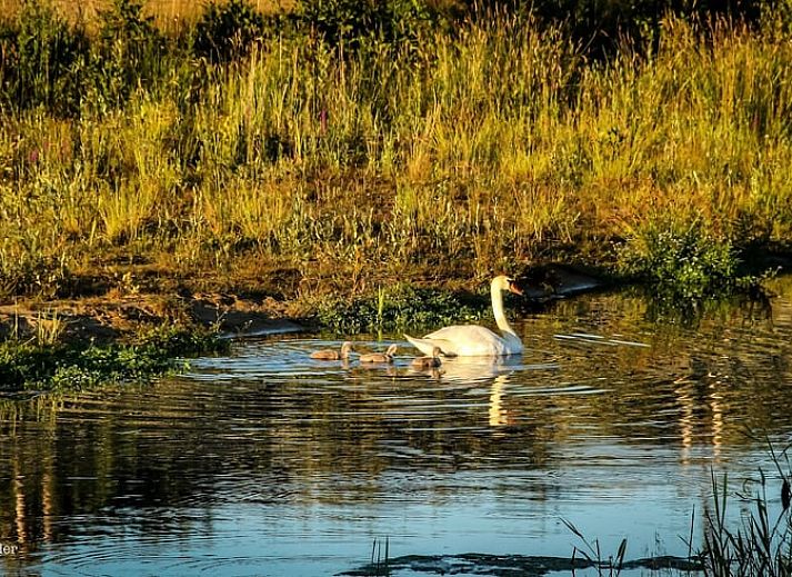 Cozy interior of cottage in Bornerbroek, Twente, with wooden interior and comfortable seating area.