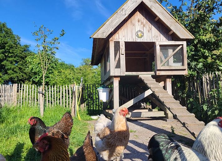 Sfeervol pad naar Vakantiehuisje in Bornerbroek, Twente, Overijssel omgeven door groene natuur.
