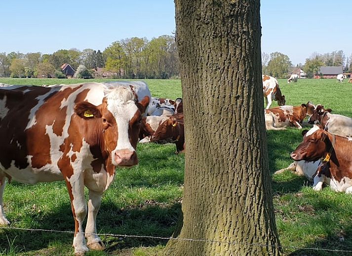 Winterlicher Charme im Ferienhaus in Lattrop-Breklenkamp, gelegen im verschneiten Twente, Overijssel.