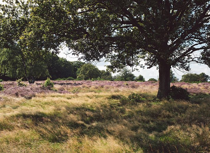 Unterkunft 526818 - Ferienhaus Twente - Boslodge met hottub & sauna | 2 pers