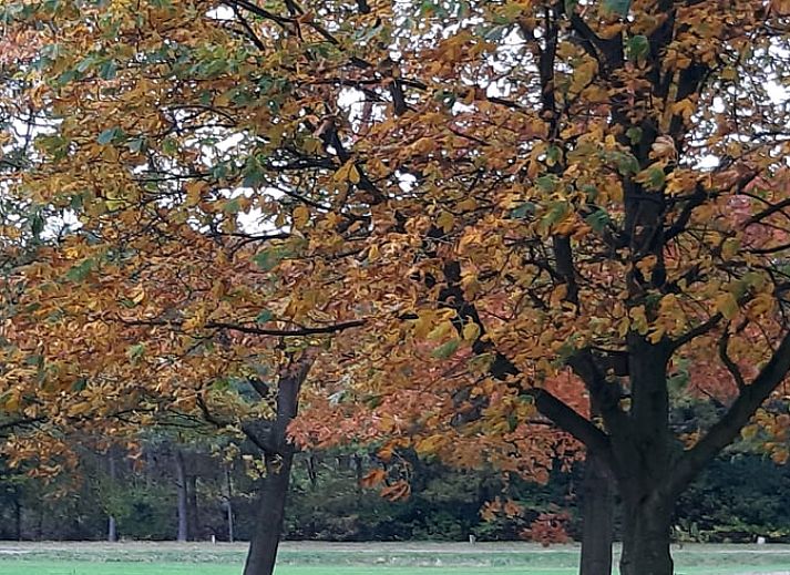 Autumn colors surround Holiday home in Lattrop Breklenkamp, beautifully located in Twente, Overijssel.