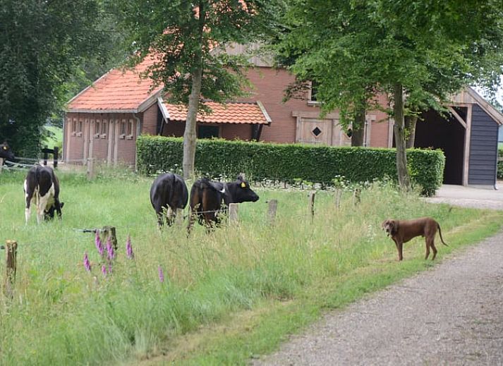 Guest house 526901 - Holiday property Twente - Vakantiehuisje in breklenkamp