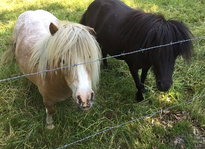 Guest house 526901 - Holiday property Twente - Vakantiehuisje in breklenkamp