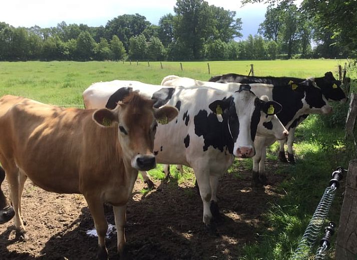 Guest house 526901 - Holiday property Twente - Vakantiehuisje in breklenkamp