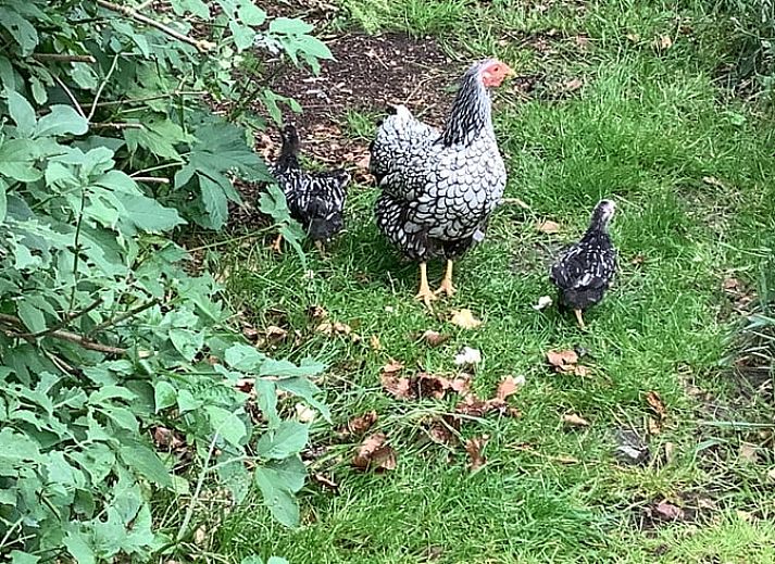 Guest house 526901 - Holiday property Twente - Vakantiehuisje in breklenkamp