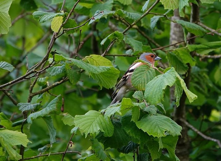 Unterkunft 527202 - Ferienhaus Twente - Huisje in Vriezenveen