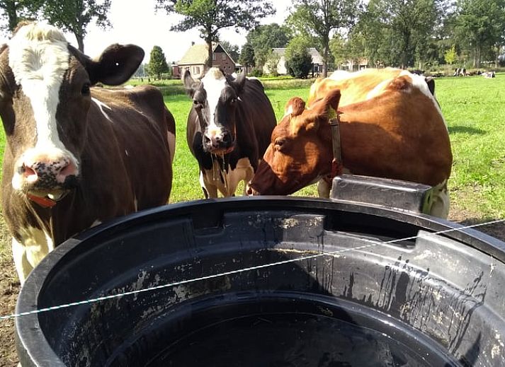 Unterkunft 527202 - Ferienhaus Twente - Huisje in Vriezenveen