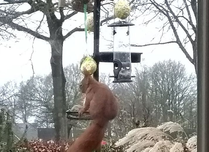 Unterkunft 527202 - Ferienhaus Twente - Huisje in Vriezenveen